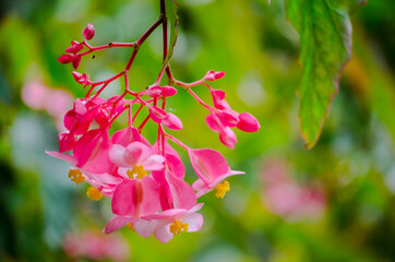 Pink flowering Begonia in a spring season at Botanical garden.
