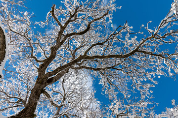 Nussbaum im Winter . Snowy Walnut tree 