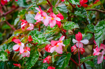 Pink flowering Begonia in a spring season at Botanical garden.
