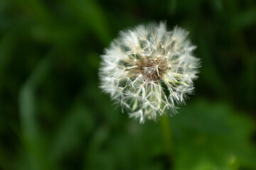 A fluffy dandelion on a green city lawn. A large single dandelion on the bon, closeup in grass. Flower background for post, screensaver, wallpaper, postcard, poster, banner, cover, header for website