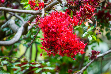 Bloody red flower of Schotia brachypetala or weeping boer-bean in Botanic Garden.