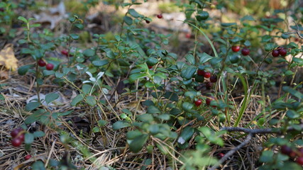 berries on a grass