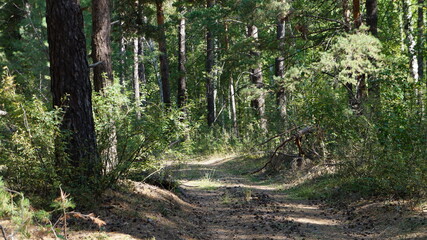 road through the forest
