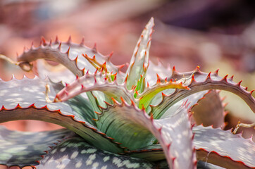 Pink aloe branddraaiensis in a tropical botanic garden.