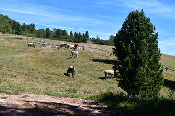 Cows on a meadow in Southtyrol 