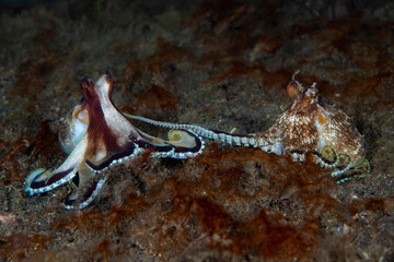 A couple of Coconut Octopuses - Amphioctopus marginatus making love. Underwater world of Tulamben, Bali, Indonesia.