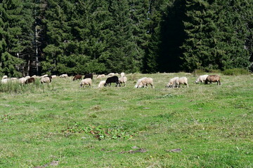 Sheeps a meadow in Southtyrol 