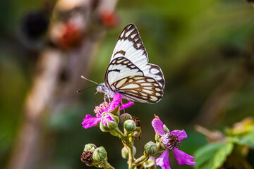 white butterfly on a violet flower