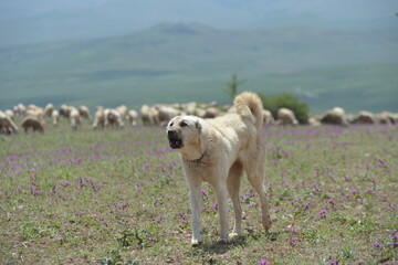 Shepherd dogs with herd of sheep in open field.