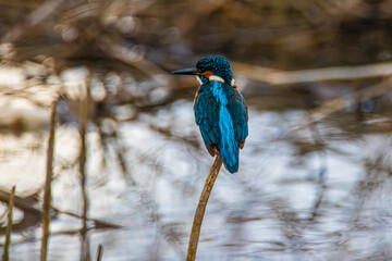 kingfisher on the dry branch