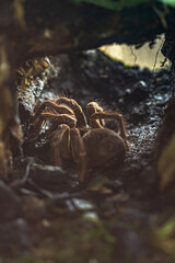 Bird-eating spider in burrow, The Goliath birdeater in the lair