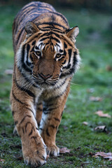 Fototapeta na wymiar close up of tiger portrait