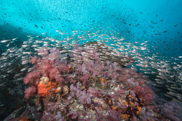 Fototapeta na wymiar a lot of glass fish on the soft coral feild