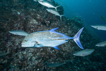 Fototapeta premium blue travelly fish on the pinnacle