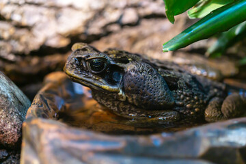 toad portrait, close up of a The cane toad (Rhinella marina)