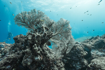 coral reef in the sea