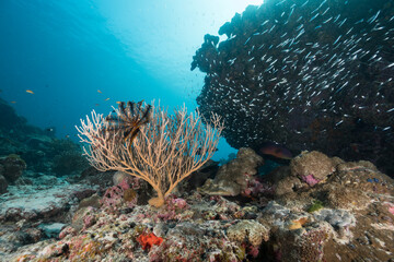 coral reef environment