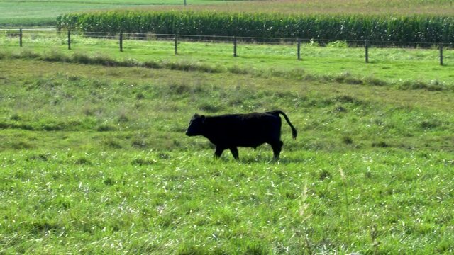 A black steer defecates while crossing a green field;  early in the morning in late summer; Southern Illinois, sunny, clear blue sky. 230