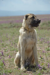 Sivas Kangal Shepherd Dog on Grass. 