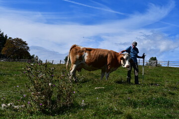 Man touching cow in Southtyrol 