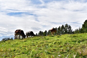 Cows on a meadow 