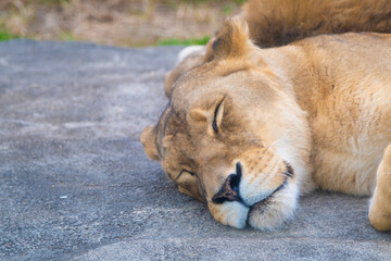 Female lion who is taking a nap