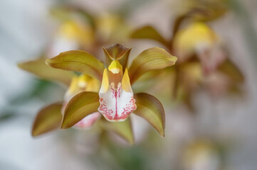 Fototapeta na wymiar Cymbidium 'Samurai Soul', a hybrid cymbidium orchid in flower