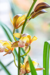 Cymbidium 'Samurai Soul', a hybrid cymbidium orchid in flower