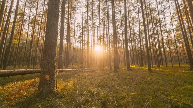 Russia, Europe. Forest Time Lapse, Timelapse. Beautiful Sunset Sun Sunshine In Sunny Autumn Coniferous Forest. Sunlight Sunrays Shine Through Woods In Forest Landscape. Fallen Tree Trunk. 4K. Shadow