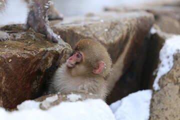 snow monkey