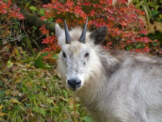 Fototapeta premium ニホンカモシカ