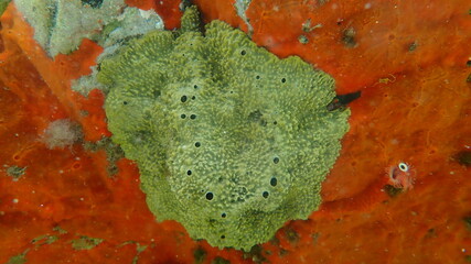 Variable loggerhead sponge (Ircinia variabilis) undersea, Aegean Sea, Greece, Halkidiki
