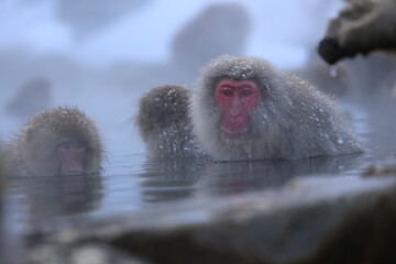 snow monkey