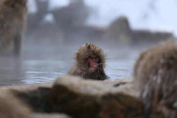 Fototapeta premium snow monkey