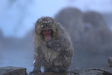 snow monkey