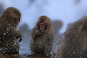 snow monkey