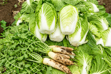 収穫したての白菜と大根