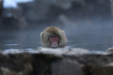 snow monkey