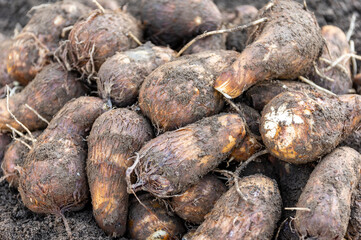 収穫したての里芋