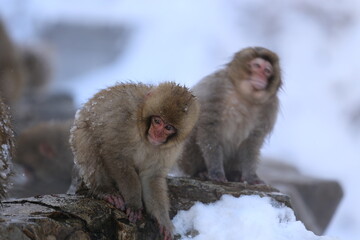 Fototapeta premium snow monkey