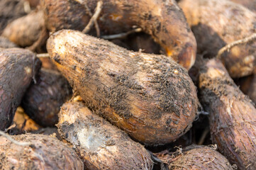 収穫したての里芋