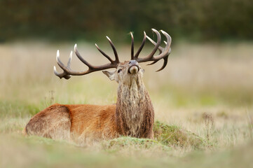 Close up of a red deer stag lying on grass