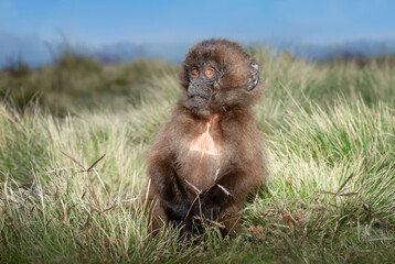 Close up of a baby Gelada monkey sitting in grass