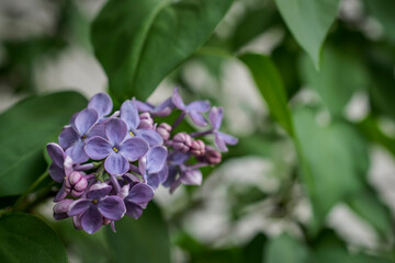 A close-up photo of a purple lilac flower in spring