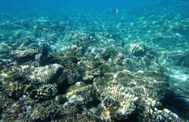 Naklejka na ściany i meble Underwater reef
