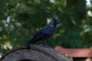 black crow