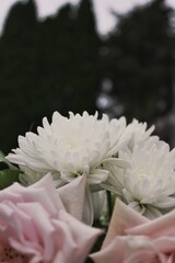 white chrysanthemum