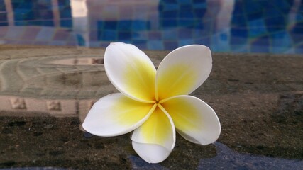 Fototapeta na wymiar frangipani plumeria flower in swimming pool