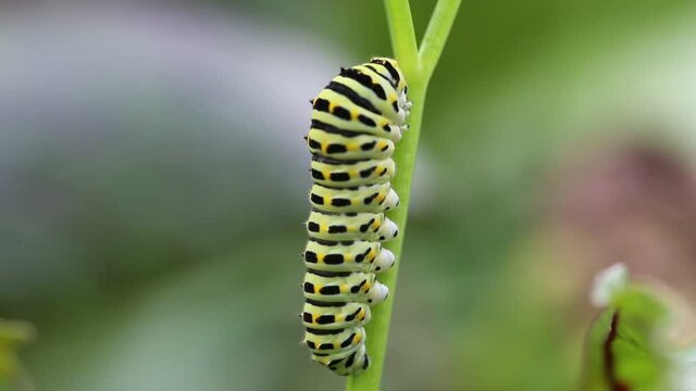large green caterpillar Pieris brassicae