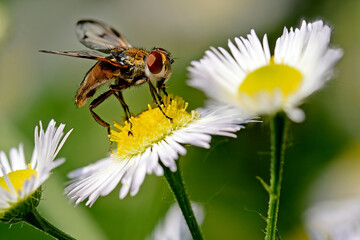 ectophasia crassipennis 